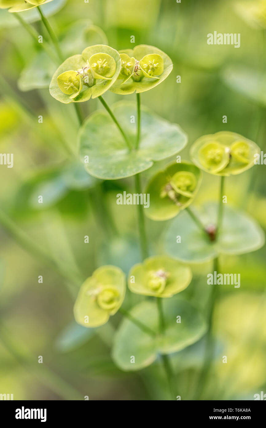 Holz-Wolfsmilch (Euphorbia Amygdaloides) Stockfoto