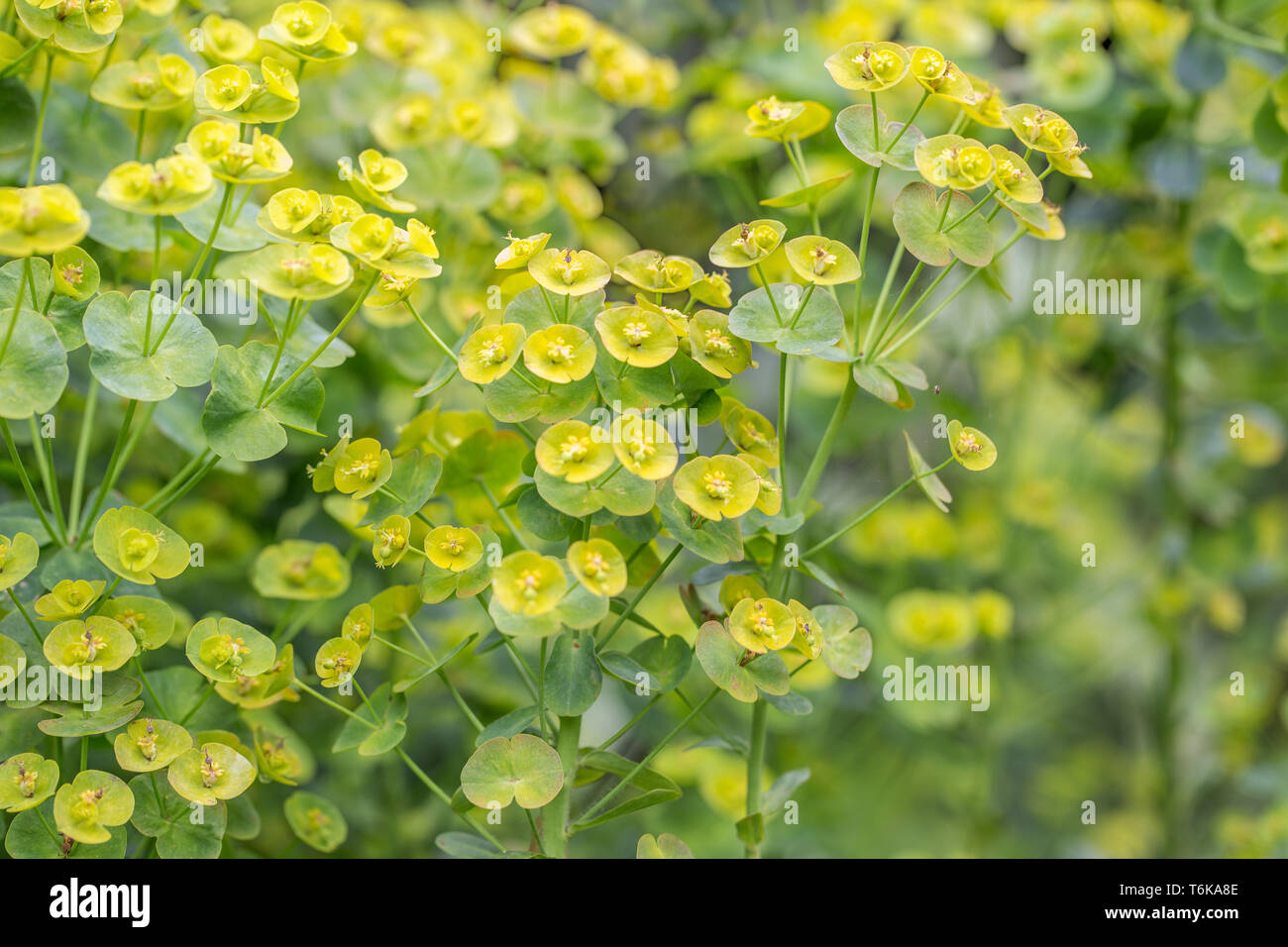 Holz-Wolfsmilch (Euphorbia Amygdaloides) Stockfoto