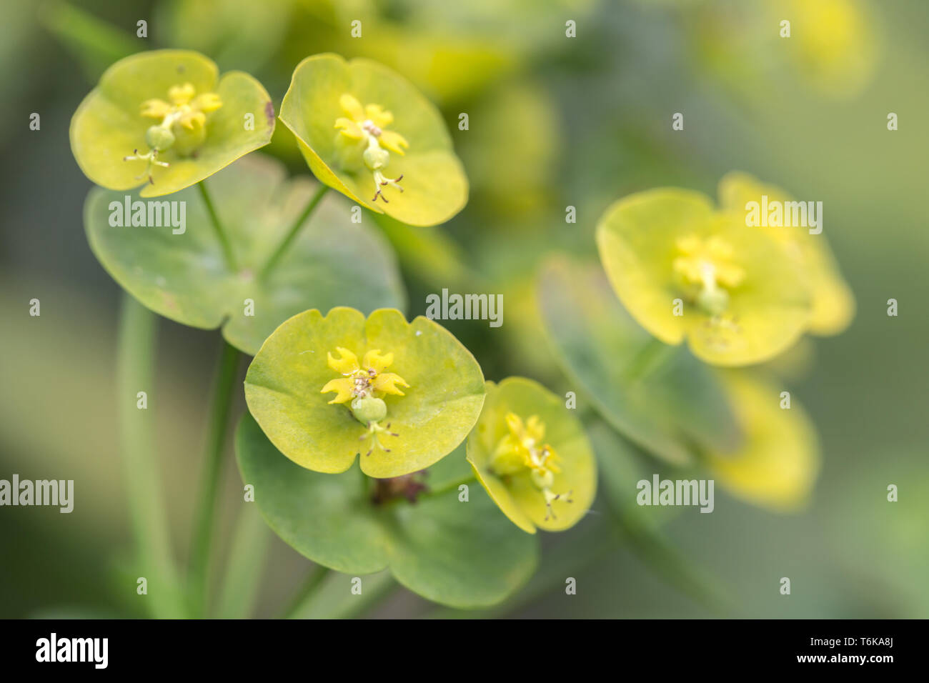 Holz-Wolfsmilch (Euphorbia Amygdaloides) Stockfoto