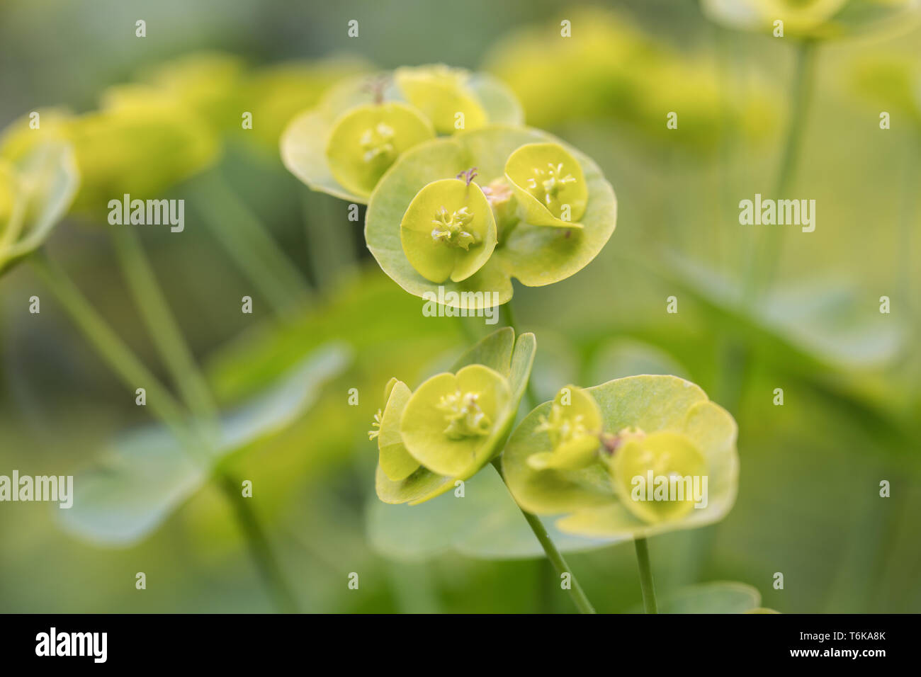 Holz-Wolfsmilch (Euphorbia Amygdaloides) Stockfoto