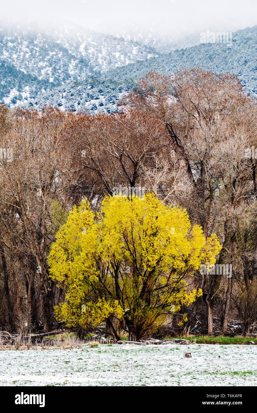 Golden Willow Bäume mit Laub im Frühjahr frisch April Schneesturm: Vandaveer Ranch; Salida, Colorado, USA Stockfoto