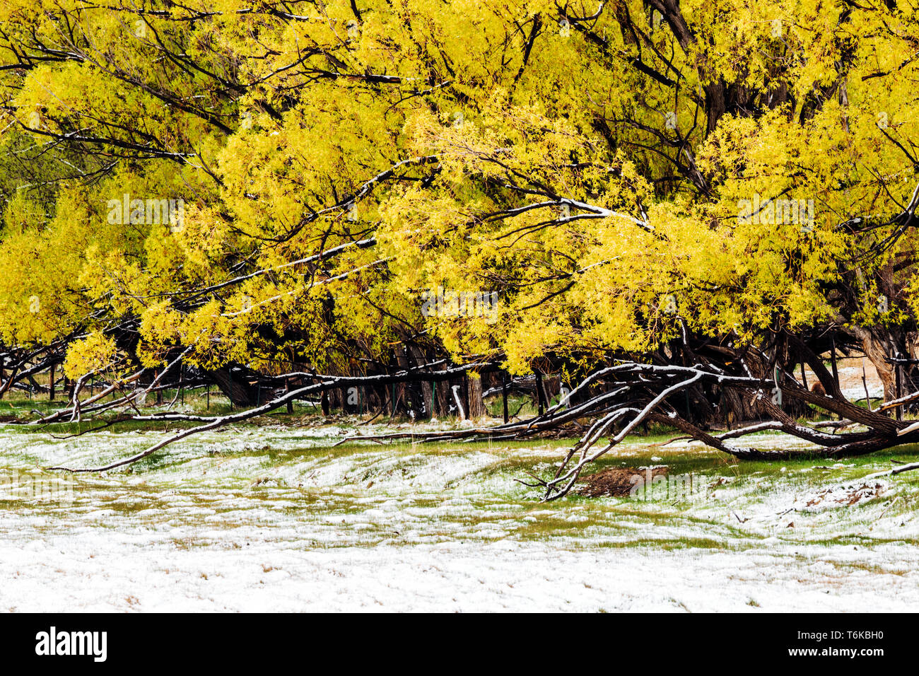 Golden WIllow Bäume mit Laub im Frühjahr frisch April Schneesturm: Vandaveer Ranch; Salida, Colorado, USA Stockfoto