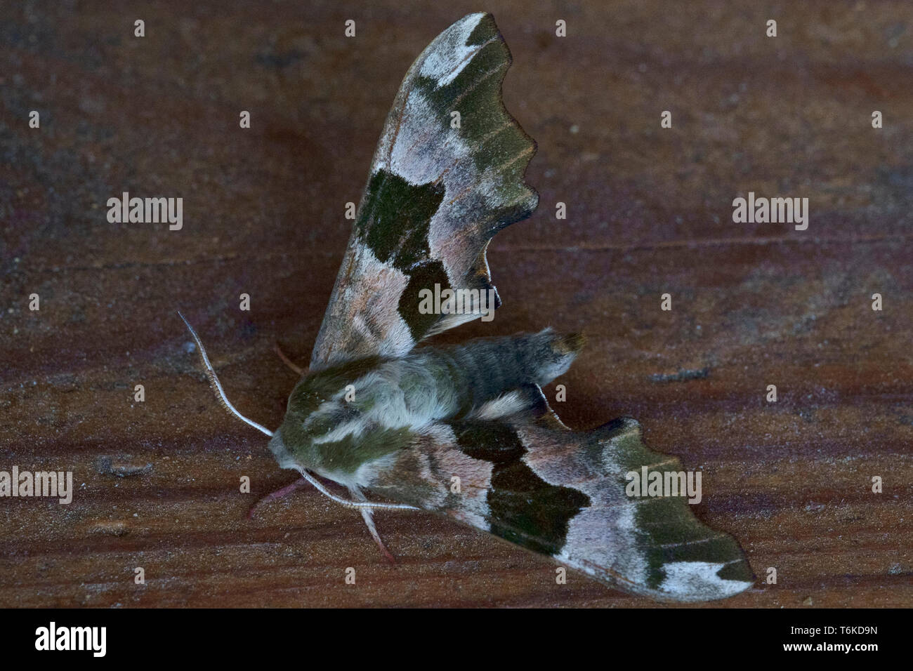 Lime Hawk-moth Mimas tiliae Zala ruht auf einer Holzkiste im Schatten während der Tageslichtstunden county Ungarn Stockfoto