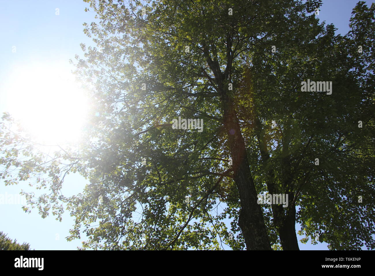Sonne durch einen Baum Stockfoto