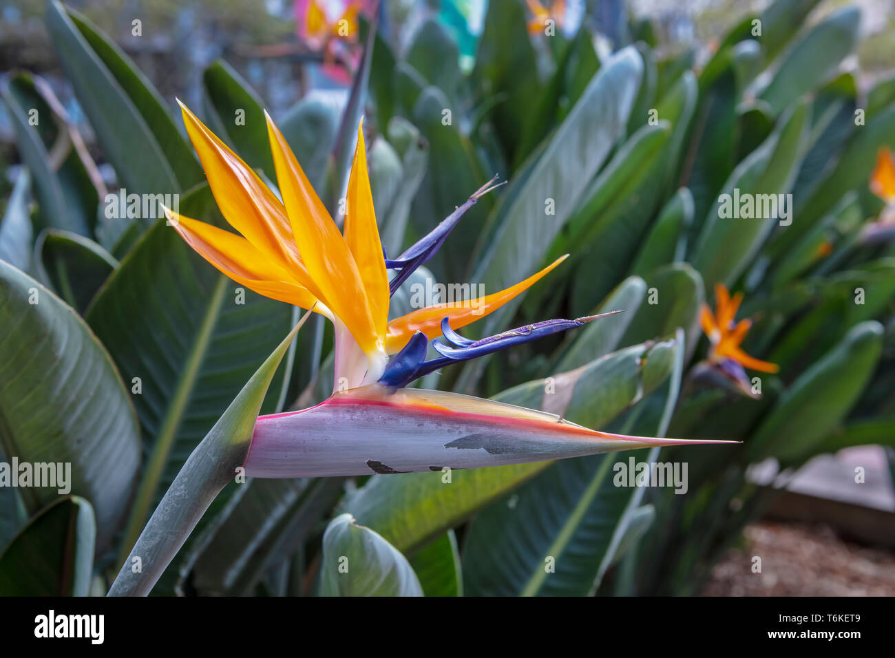 Orange und Blau Strelizia Paradiesvogel Blume in einem Garten. Stockfoto