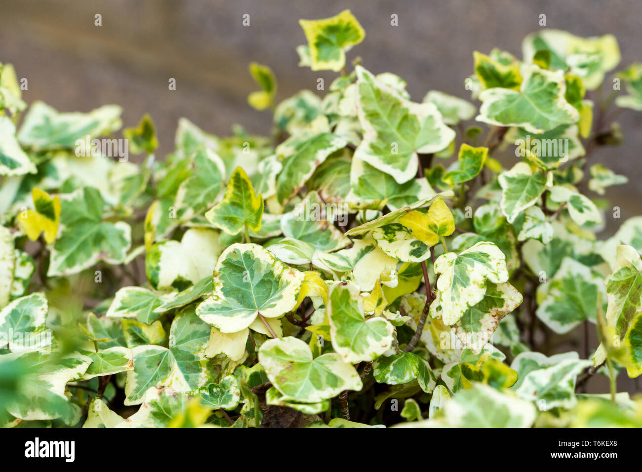 Gemeinsame Efeu, Hedera helix, England, Vereinigtes Königreich Stockfoto