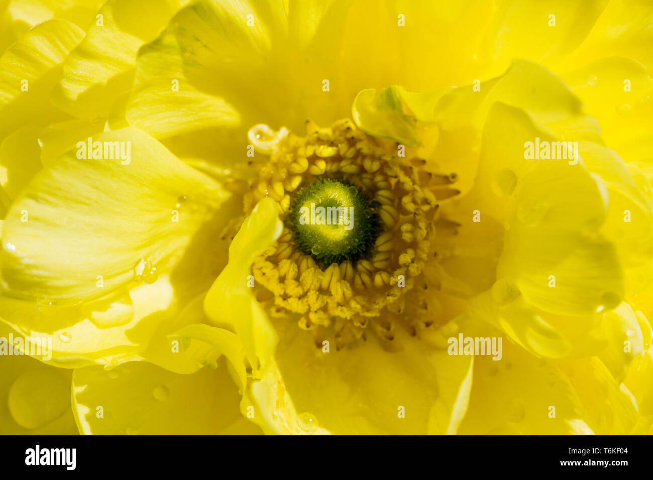 Ranunculus buttercup Blume Nahaufnahme, Makro Stockfoto