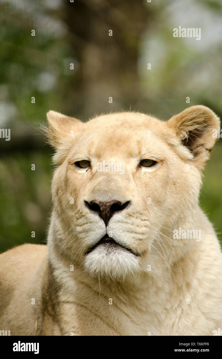 White Lion Stockfoto