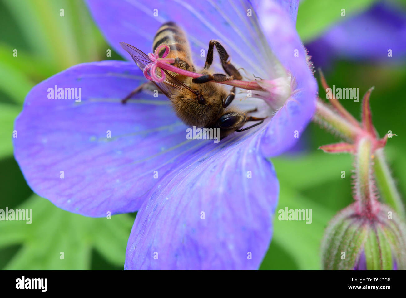 Makroaufnahme einer Biene polliating ein Geranium flower Stockfoto