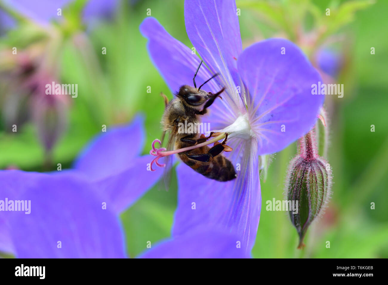 Makroaufnahme einer Biene polliating ein Geranium flower Stockfoto