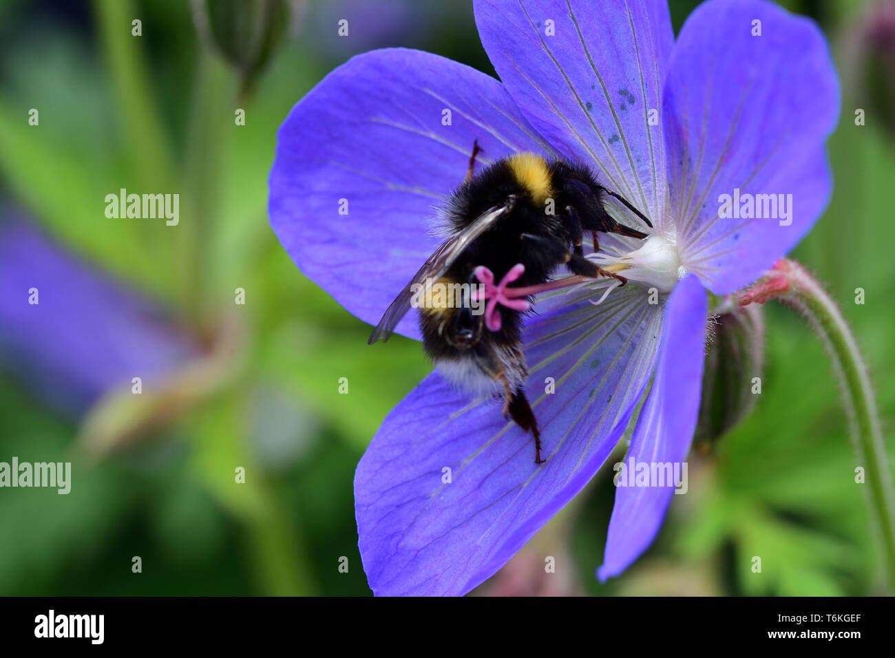 Makroaufnahme einer Biene polliating ein Geranium flower Stockfoto