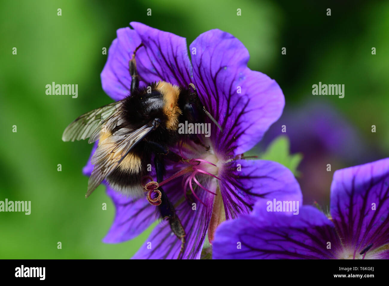 Makroaufnahme einer Hummel polliating ein Geranium flower Stockfoto