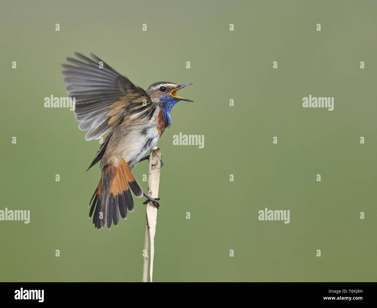 Blaukehlchen, Luscinia svecica, Säugetierart, blaukehlchen Stockfoto