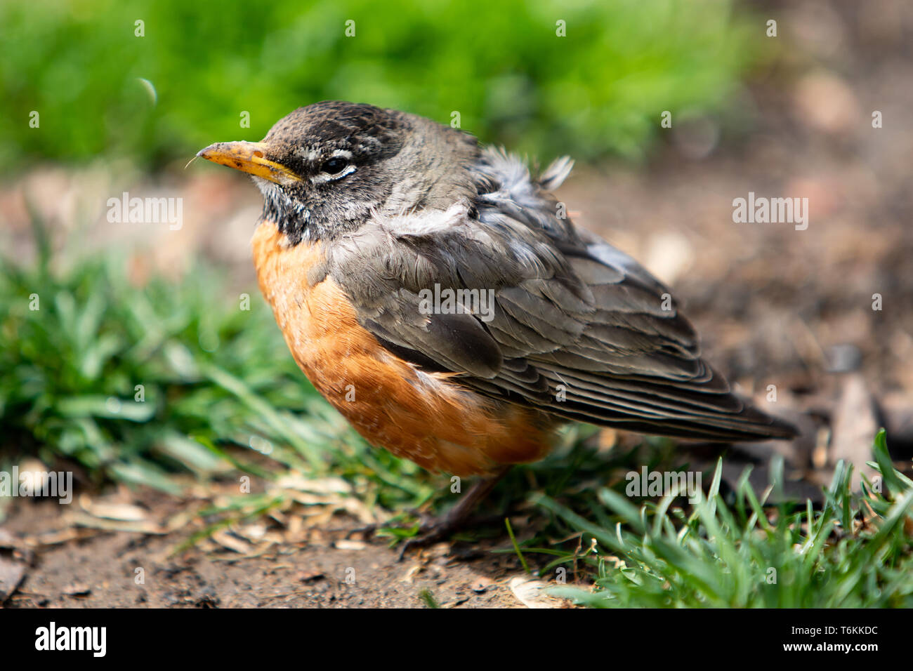 Tierwelt Fauna Vögel Rot Orange American Robin Jugendlicher Stockfoto