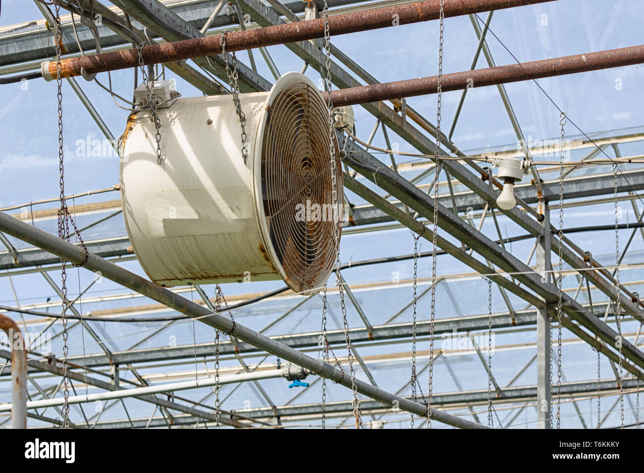 Ventilator in der niederländischen Gewächshaus für Klimaanlage Gemüse kultivieren Stockfoto