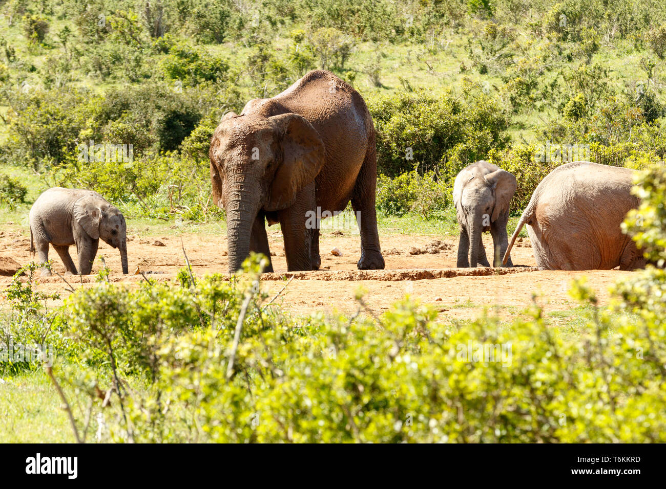 Baby Elefanten mit ihren Mama Trinkwasser Stockfoto
