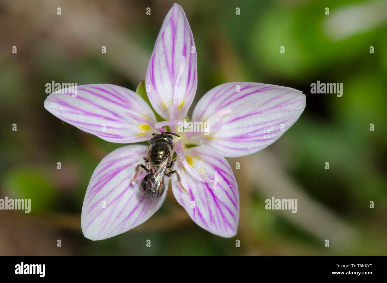 Schweiß Biene, Lasioglossum sp., auf Frühling Schönheit, Claytonia virginica Stockfoto