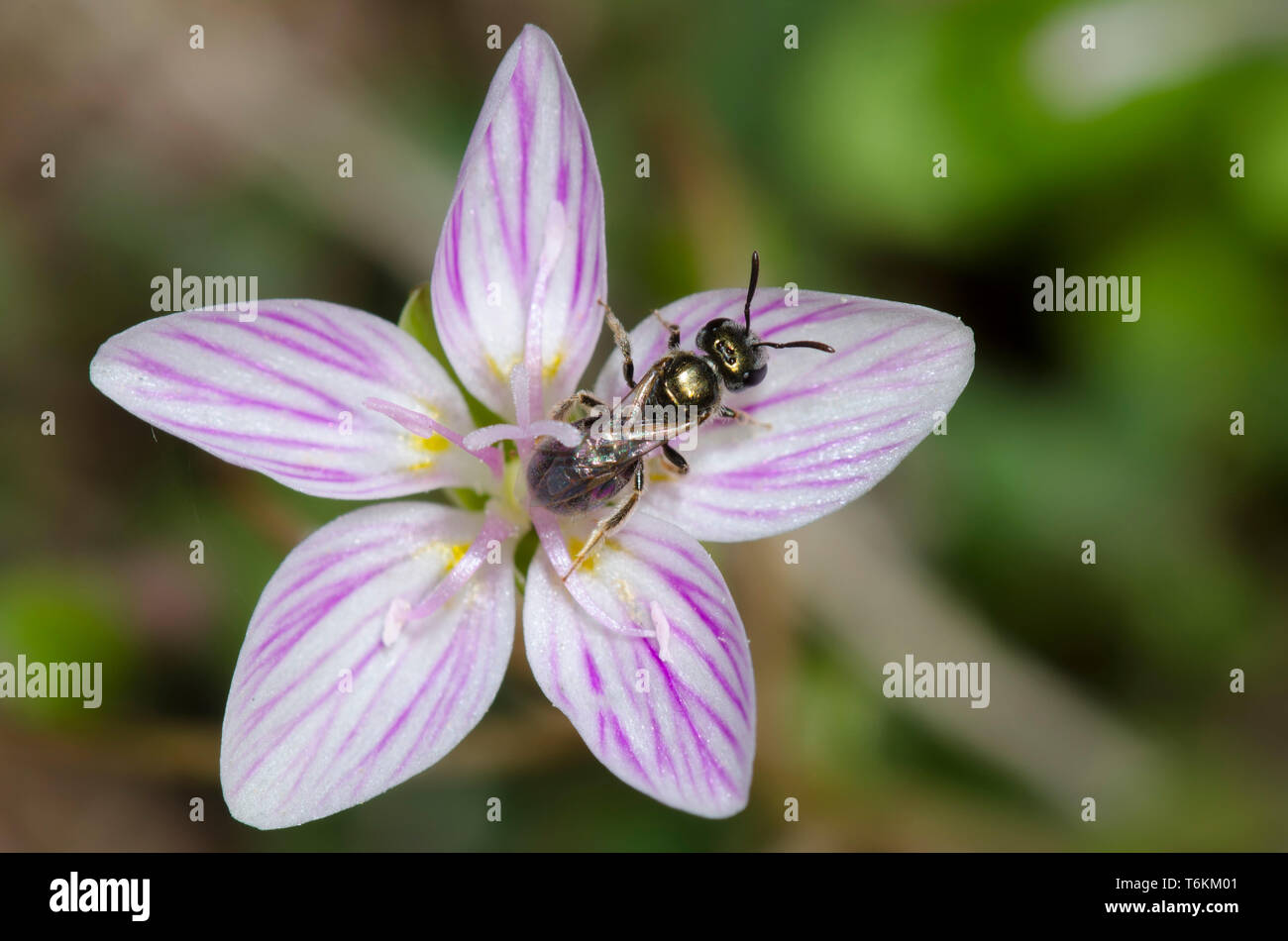 Schweiß Biene, Lasioglossum sp., auf Frühling Schönheit, Claytonia virginica Stockfoto