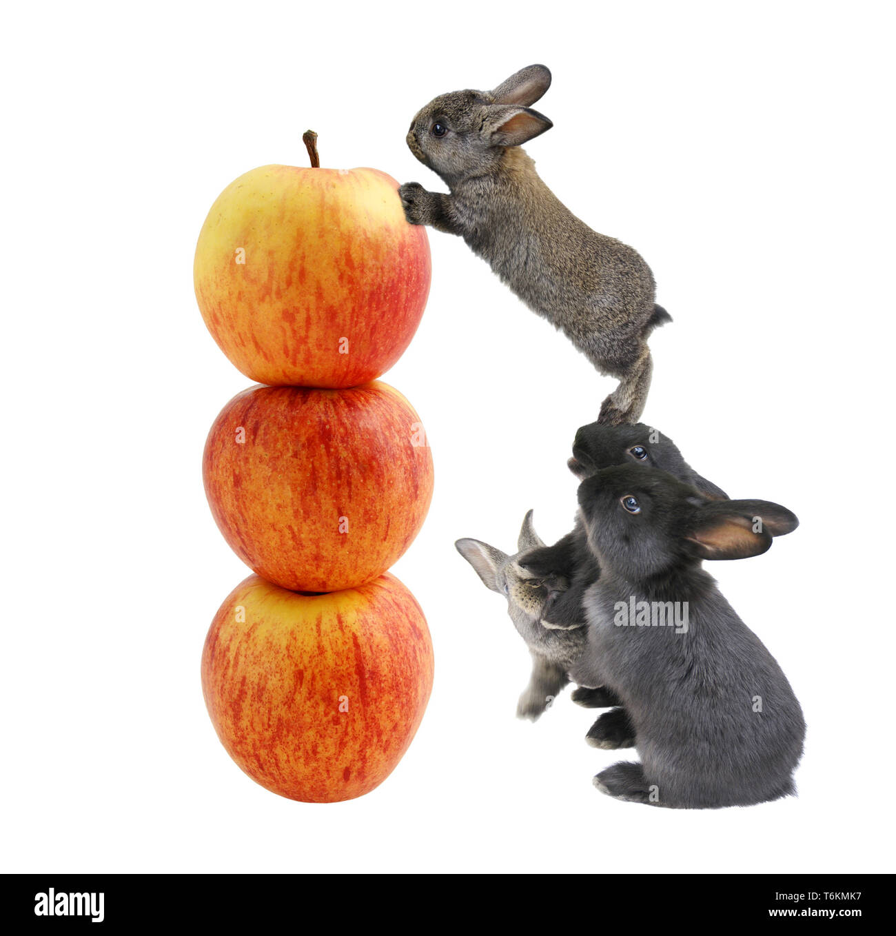 Kaninchen in der Höhe von drei Äpfel. Stockfoto