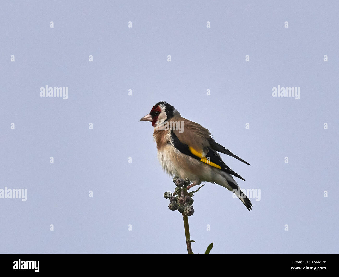 Europäische Stieglitz, Carduelis carduelis Stockfoto