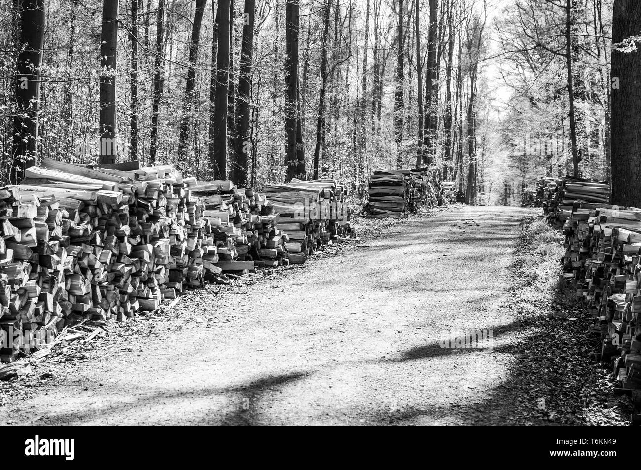 Brennholz am Rande des Waldes mit einem Waldweg in Schwarz und Weiß gestapelt Stockfoto
