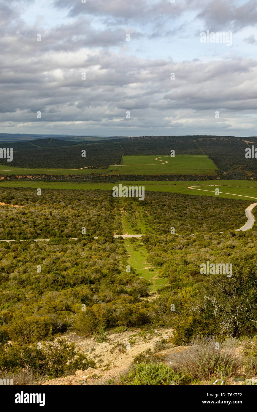 Ausblick über die grüne Bush Feld mit Patches Stockfoto