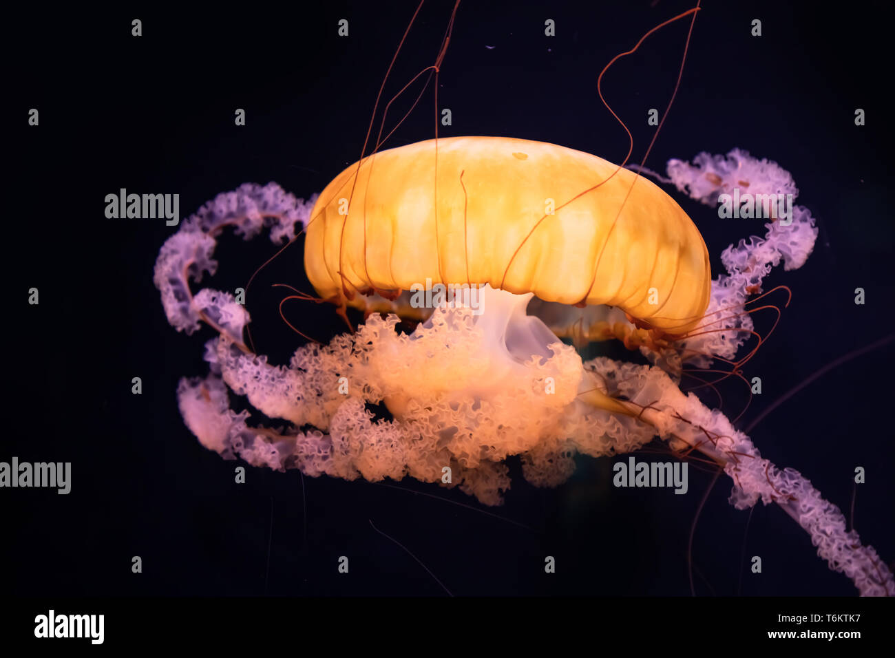 Golden Leuchtende Qualle Stockfoto
