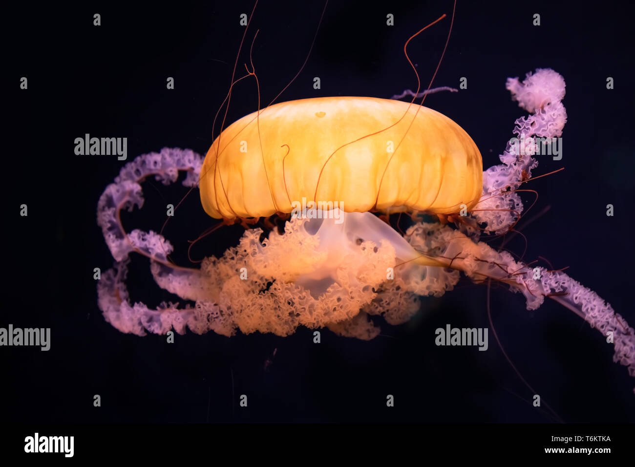 Golden Leuchtende Qualle Stockfoto