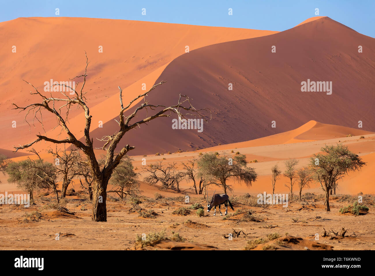 Dead Vlei Landschaft in Sossusvlei, Namibia Afrika Stockfoto