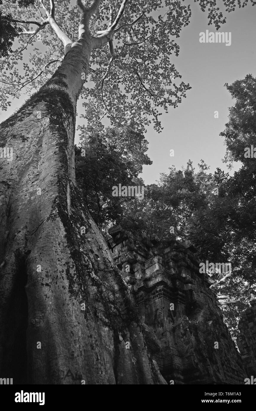 Giant tree (Tetrameles nudiflora) im Innenhof, Ta Prohm, Angkor, Siem Reap, Kambodscha. Schwarz und Weiss Stockfoto
