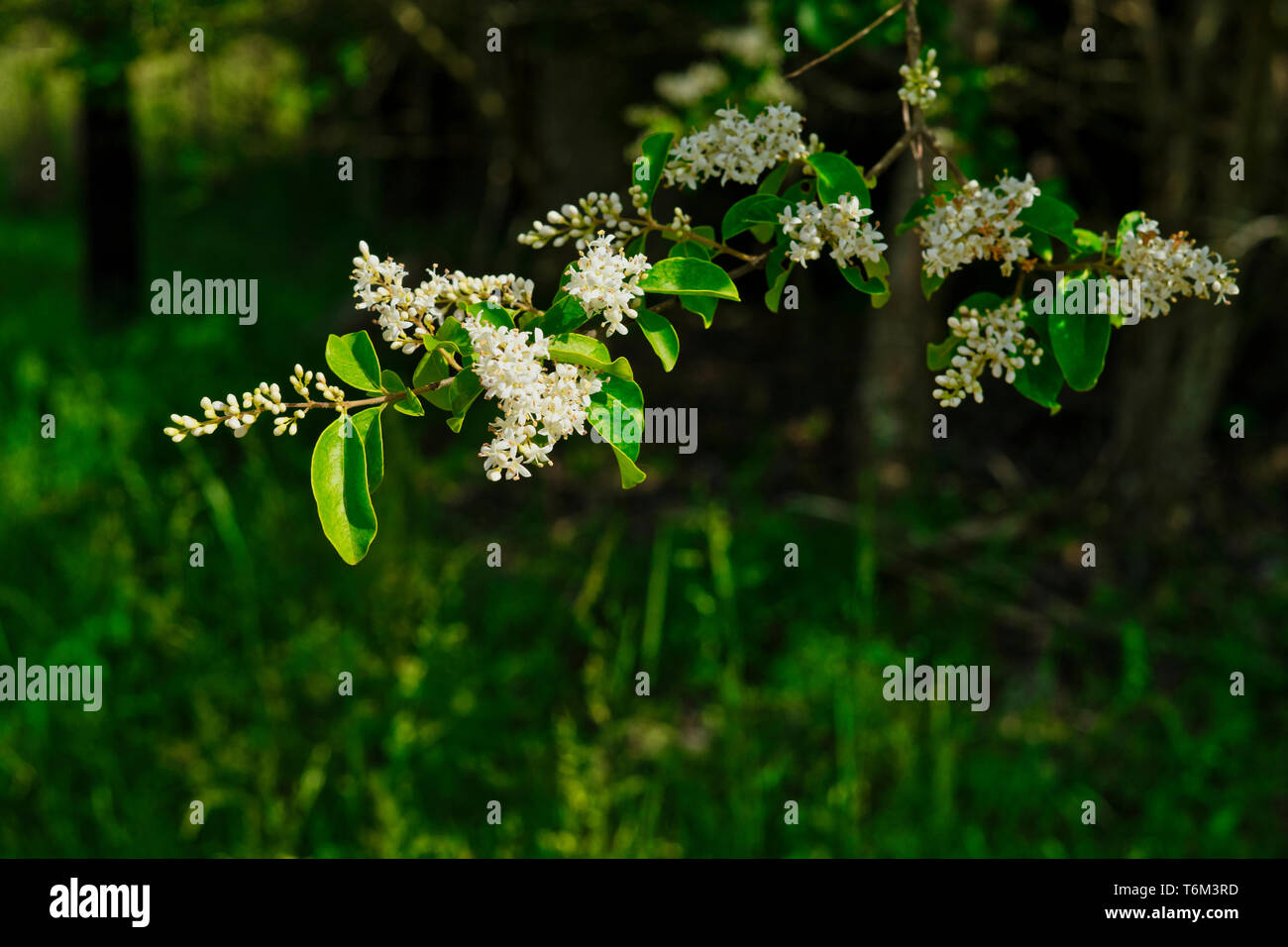 Prunus Virginiana ist eine von vielen blühenden Bäume in Alabama, die in voller Blüte kommen. Stockfoto