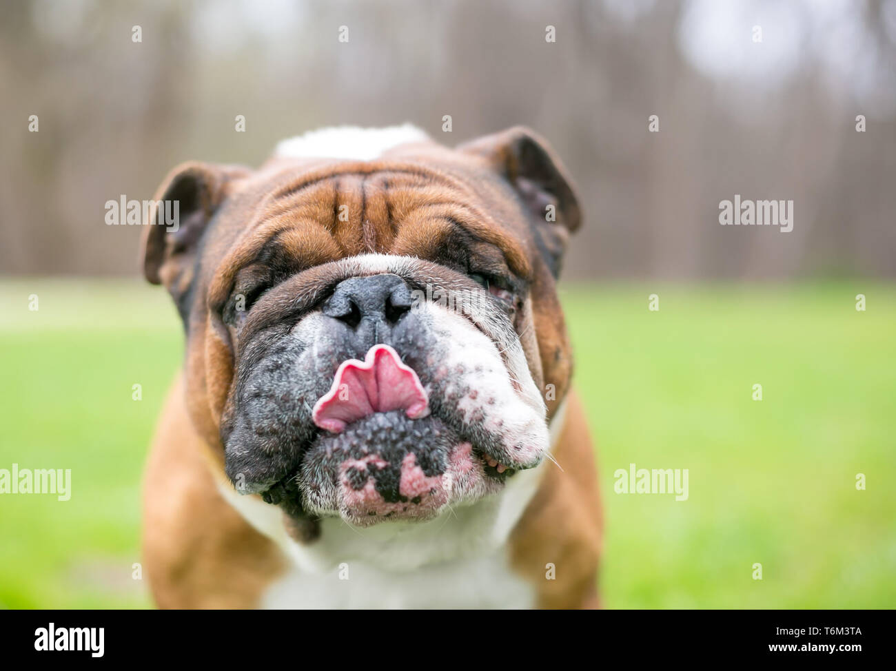 Eine braune und weiße Englische Bulldogge Lecken der Lippen Stockfoto