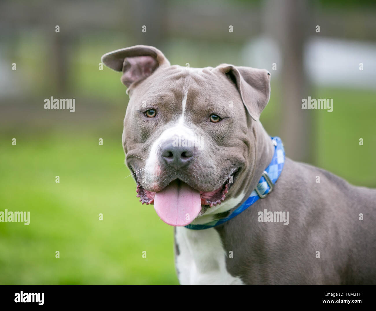Eine freundliche graue und weiße Grube Stier Terrier Mischling Hund mit