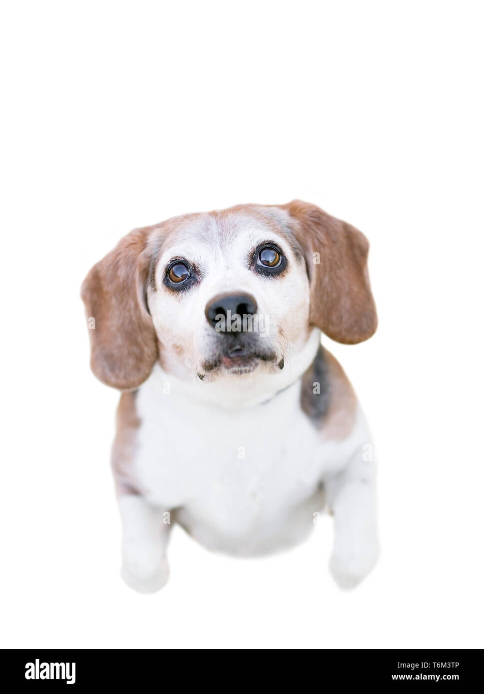 Ansicht von oben der eine reinrassige Beagle Hund sitzen und betteln Stockfoto