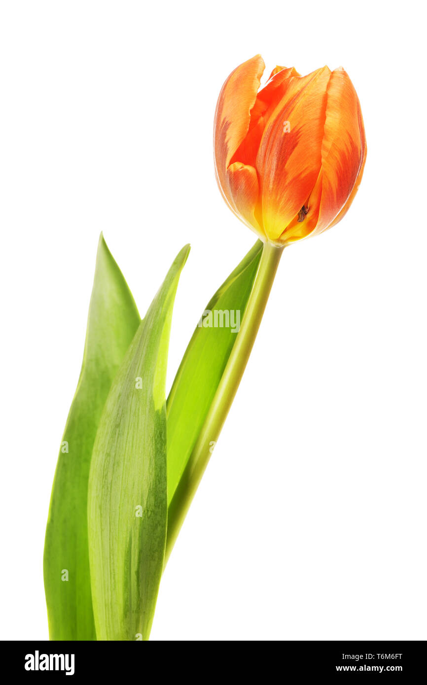 Orange Tulpe Blume Stockfoto