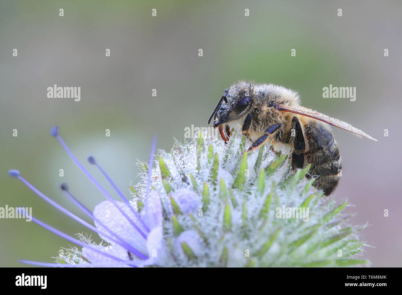 Westliche Honigbiene oder Europäischen Honigbiene, Apis mellifera Stockfoto