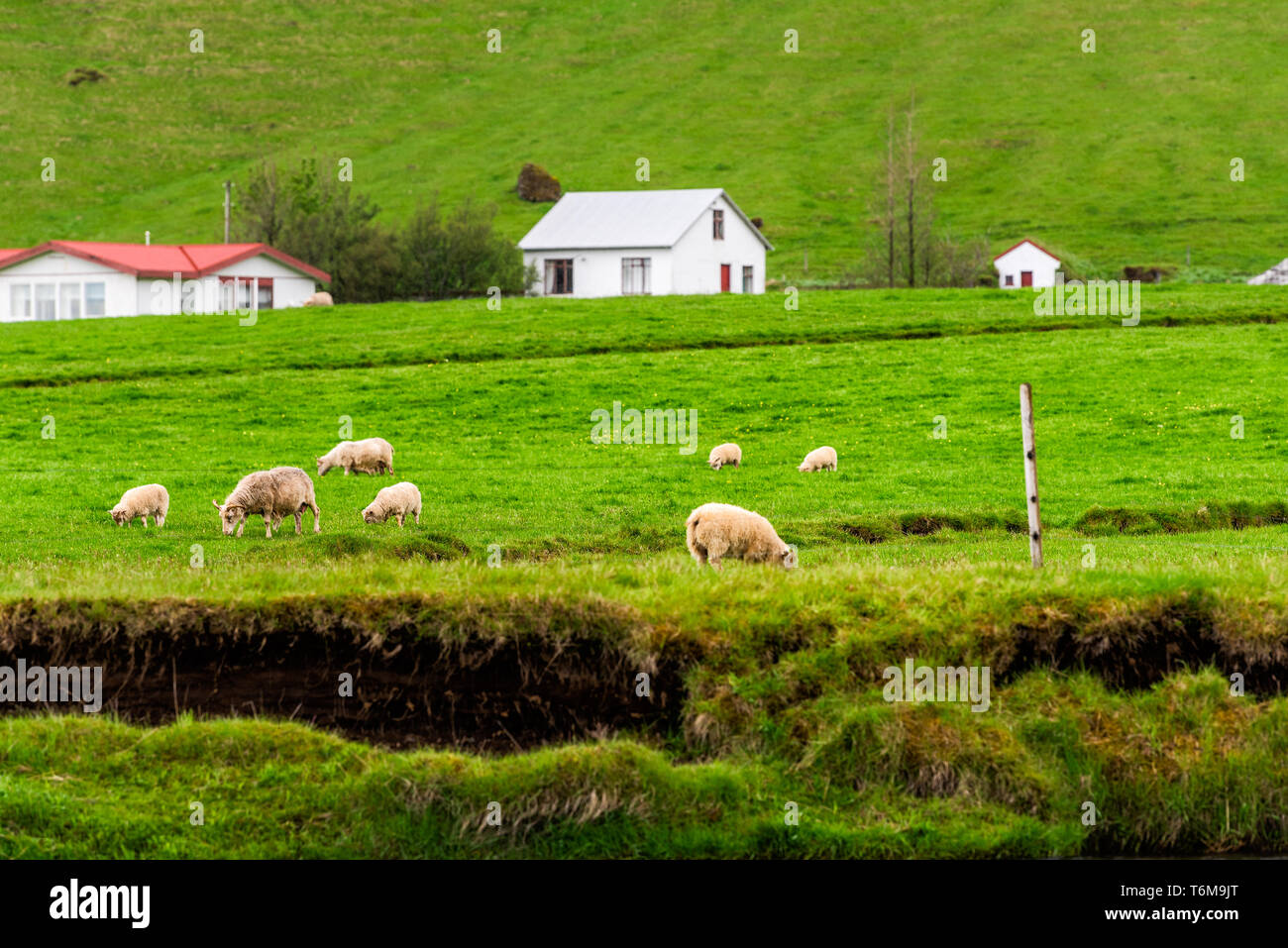 Island Häusern und Feldern in ländlichen Landschaft mit grünen Gras Wiese und grasenden Schafen Stockfoto