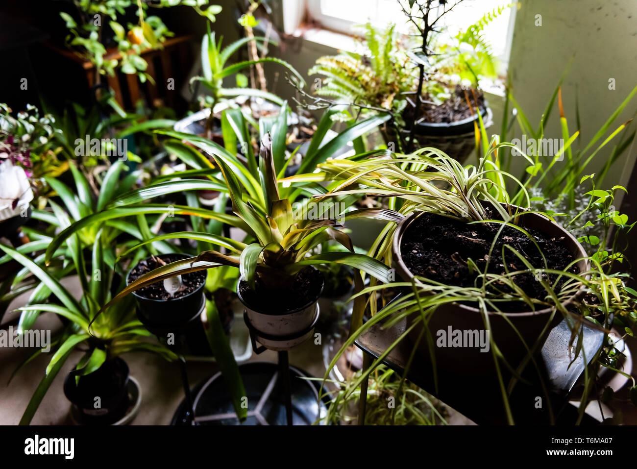 Viele grüne Garten Zimmerpflanzen im Winter durch Fenster Hinterhof Blick in Haus Keller im Winter Stockfoto