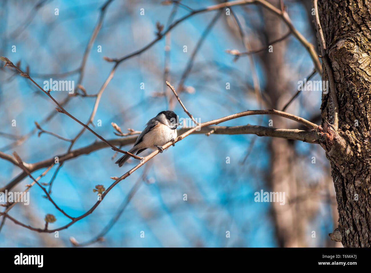 Black-capped chickadee Vogel auf Ast im sonnigen Frühling in Virginia mit Cherry Blossom Blütenknospen und leuchtenden blauen Himmel thront Stockfoto