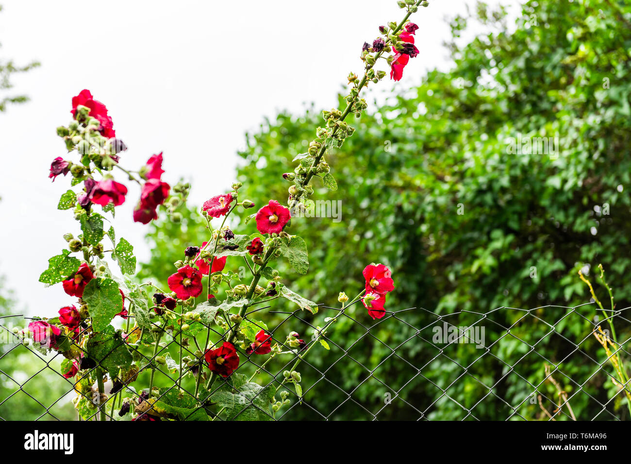 Garten im grünen Sommer in der Ukraine mit Laub und rot rosa Malva klettern Blumen mit niemand Stockfoto