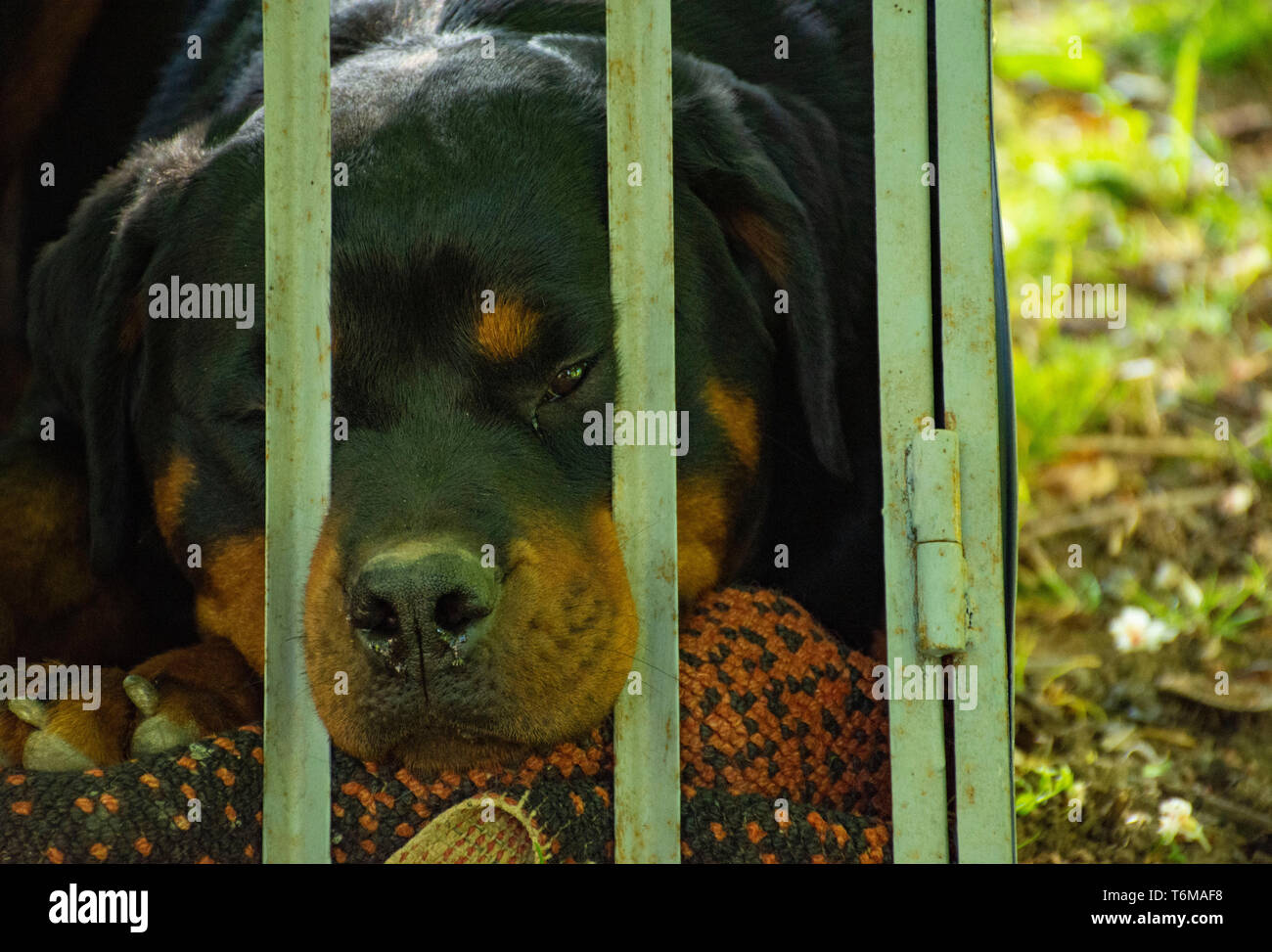 Der Rottweiler Stockfoto