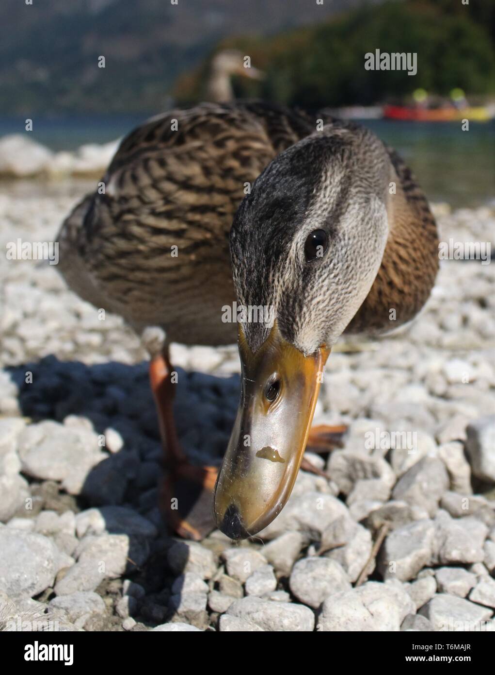 Weitwinkel Portrait von eclipse Gefieder Stockenten (Anas Platyrhynchos) an den Ufern des Sees Bohinj, Slowenien. August 2018 Stockfoto