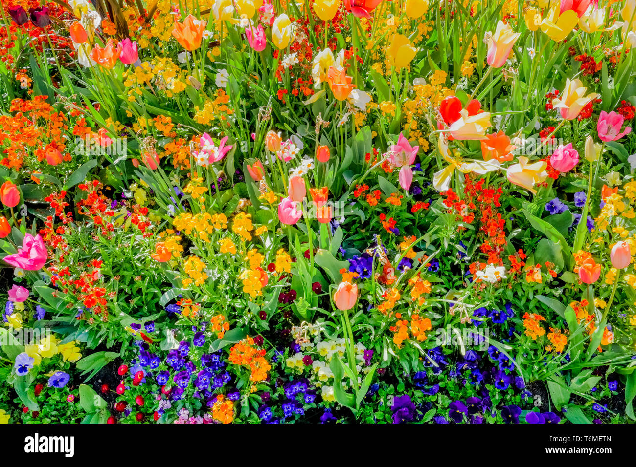 Bunte Spring Flower Bed mit Tulpen und Stiefmütterchen Stockfoto