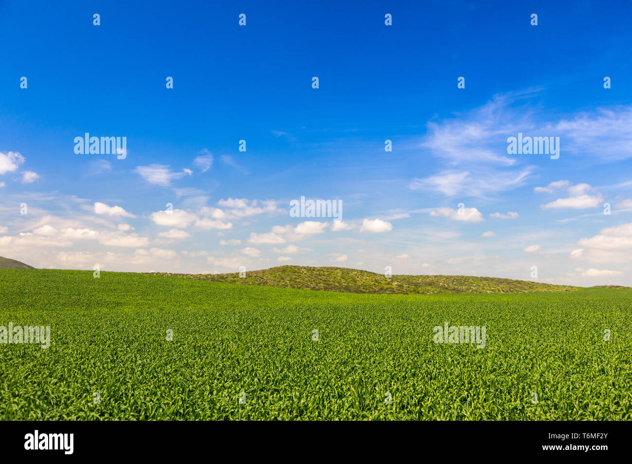 Üppig grüne Farm Land Landschaft mit Hügel in der Ferne. Stockfoto