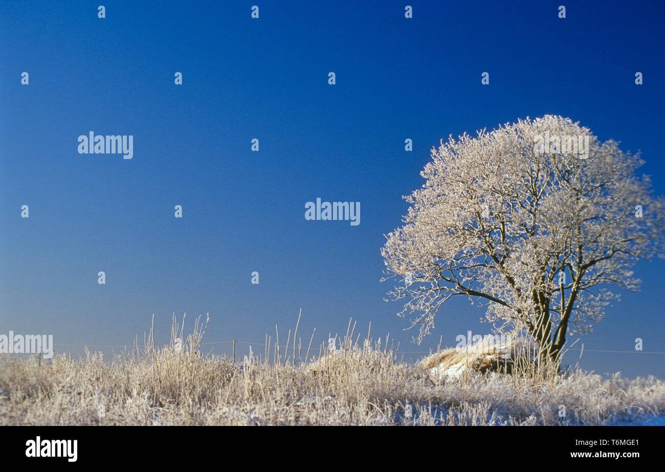 Ein verschneiter Baum Stockfoto