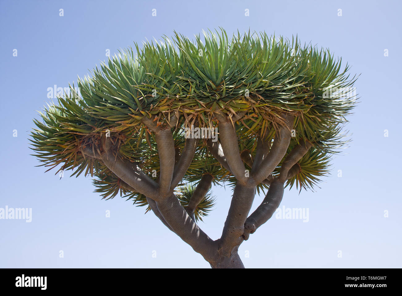 Drachenbaum in La Palma, Spanien Stockfoto