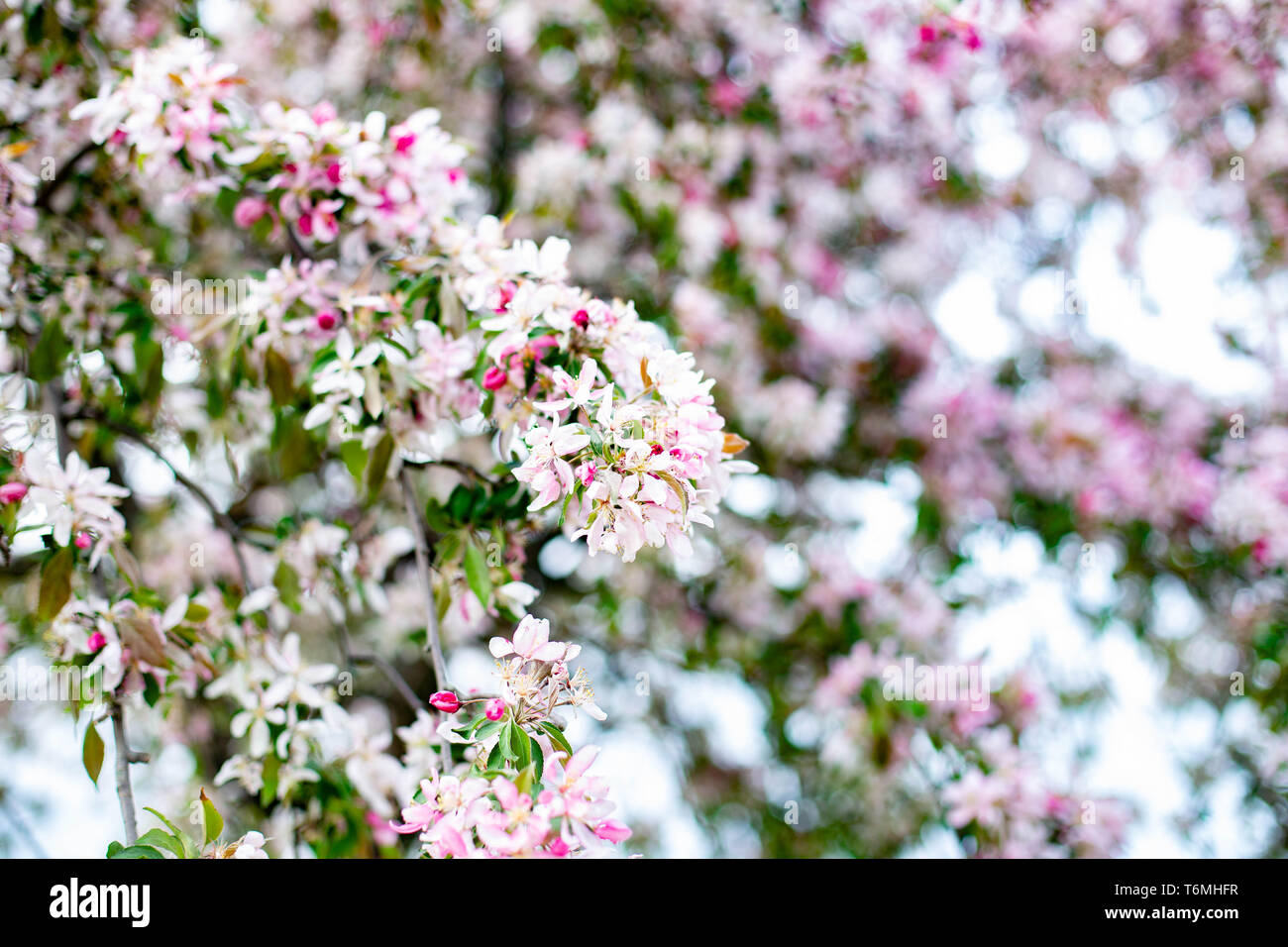 Rosa und weissen sakura Blumen blühen japanische kirsche baum Frühjahrsblüte Hintergrund Tageslicht Fotografie Stockfoto
