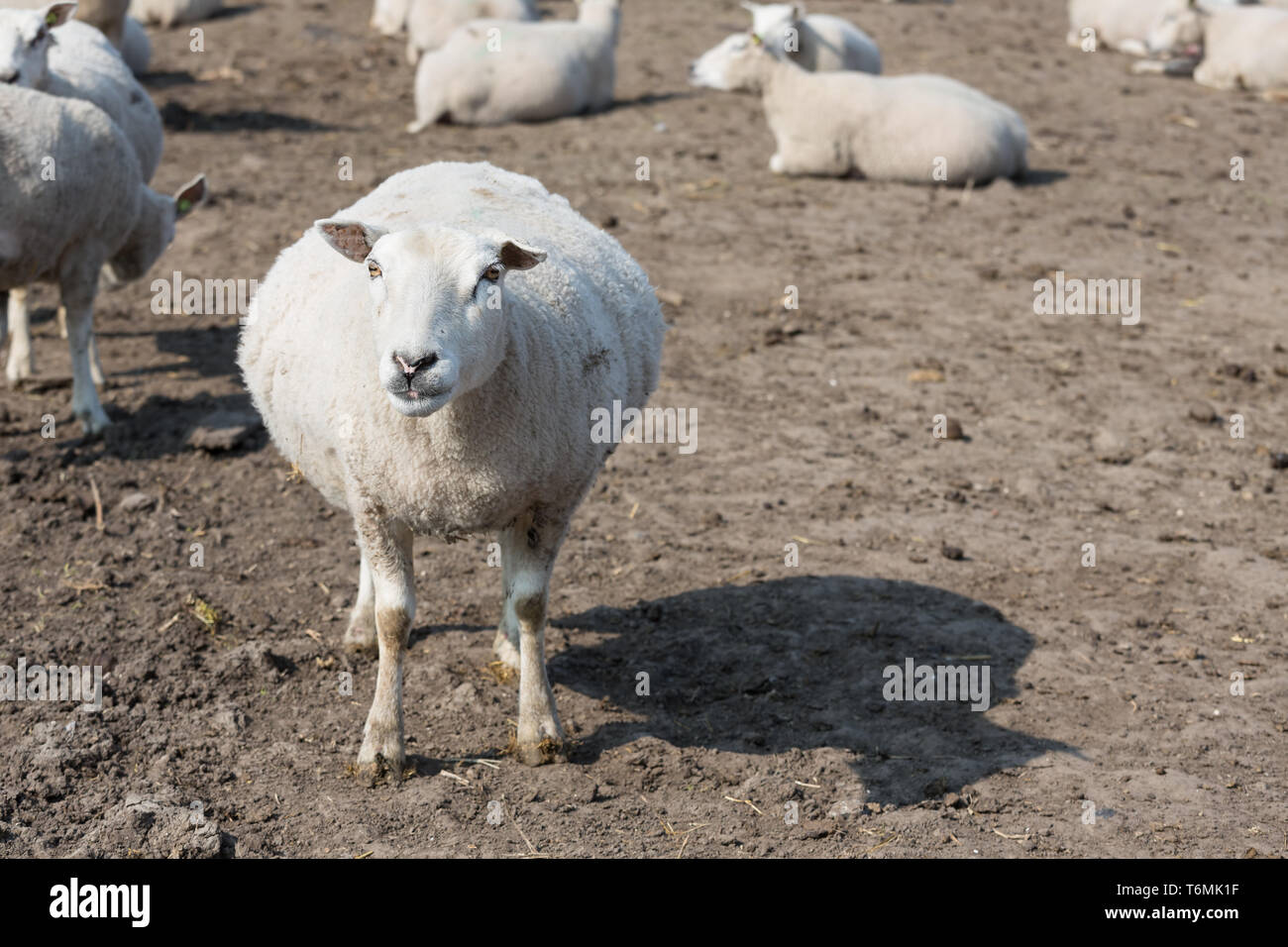 Schwanger Schafe im holländischen Landschaft Stockfoto