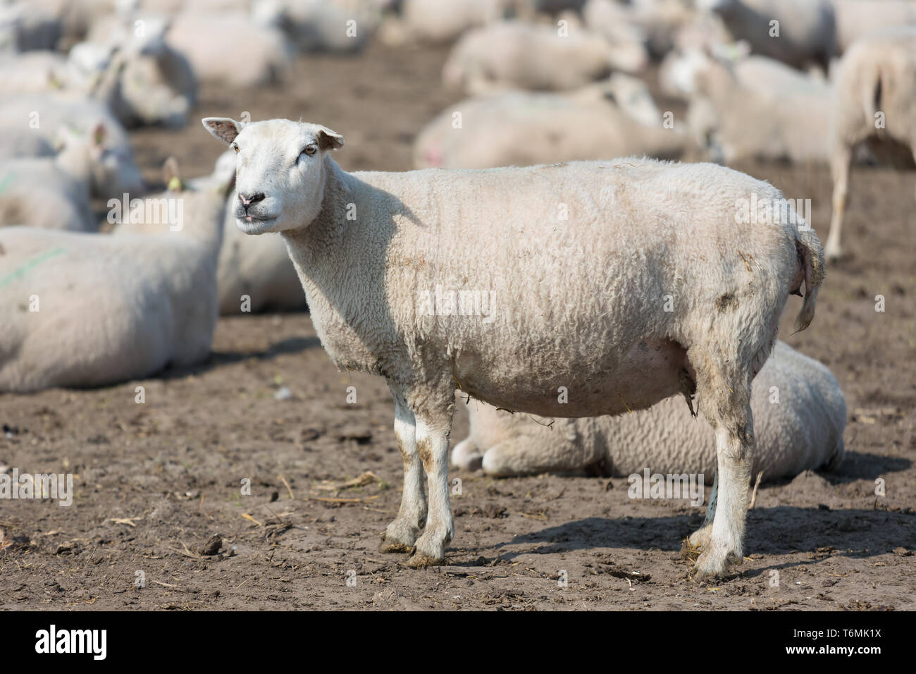 Schwanger Schafe im holländischen Landschaft Stockfoto