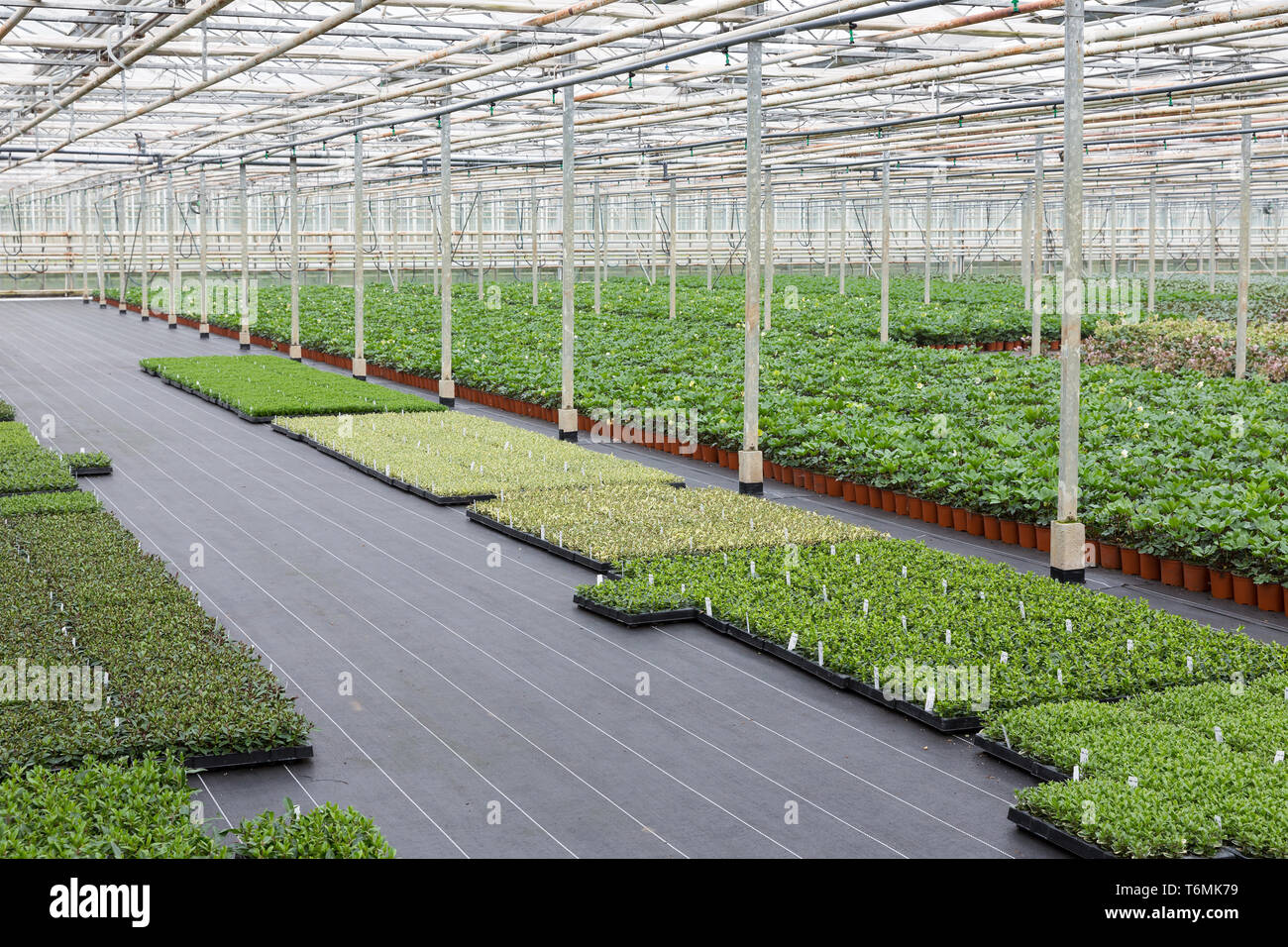 Anbau von Cupressus in einem niederländischen Gewächshaus Stockfoto